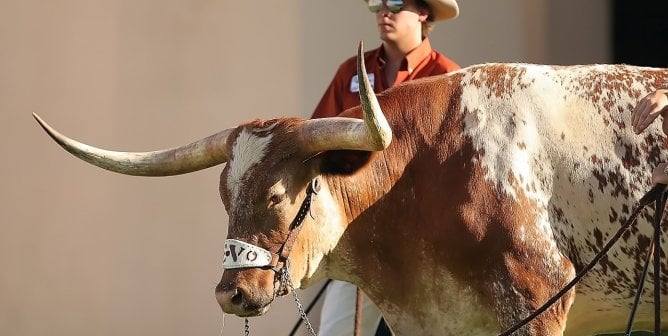 Bevo the Texas longhorn steer used as an animal mascot for University of Texas–Austin