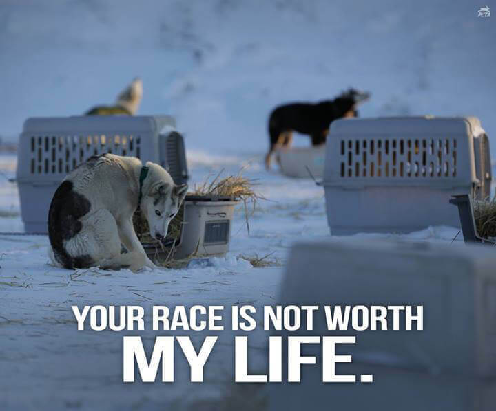 Dogs Used in the Iditarod﻿ PETA