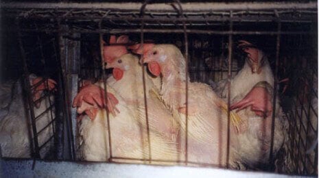cramped caged chickens