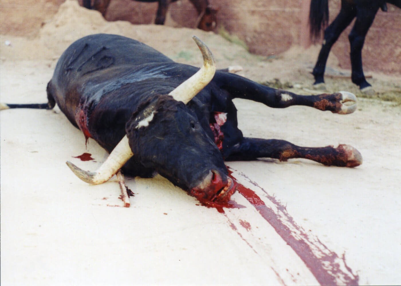 Bullfighting | PETA