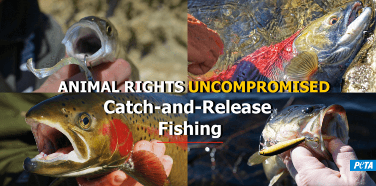 CMV: Catch and Release fishing is immoral. : r/changemyview
