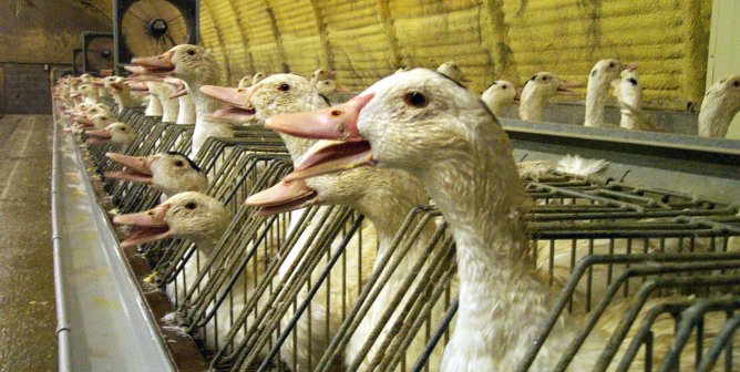 foie gras factory farm