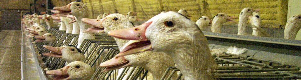 foie gras factory farm