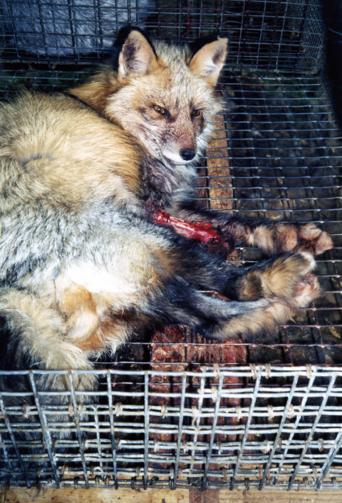 Animals Used for Fur
