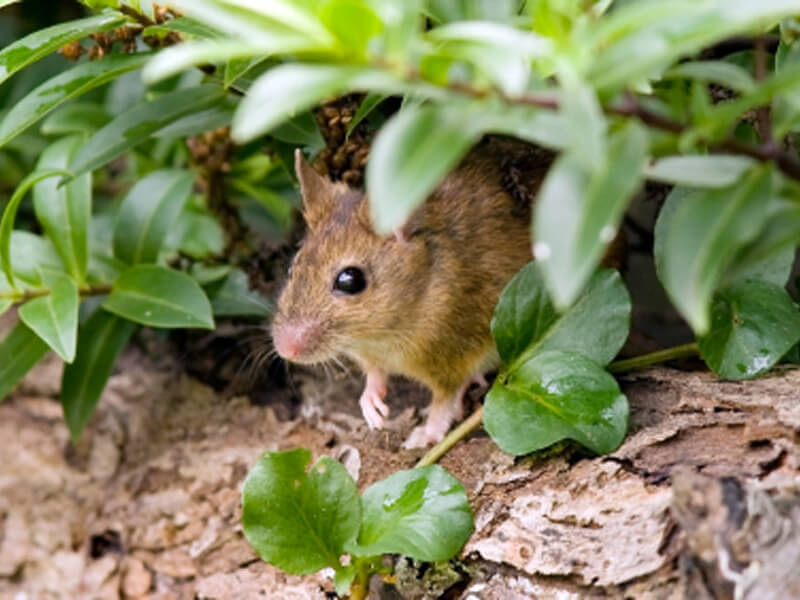 Got a Mouse? This is the BEST Mouse Traps Bait We've Found - Happy  Unconventional Life