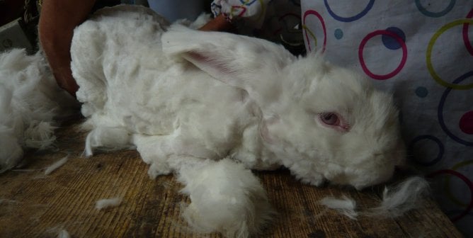angora rabbit hair