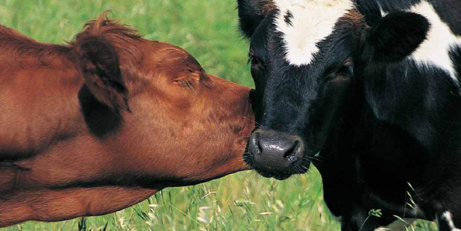 Cows - Vegetarian PSA