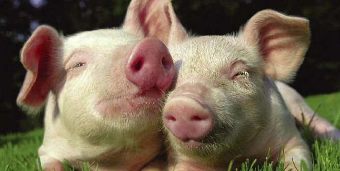 Pigs - Vegetarian PSA