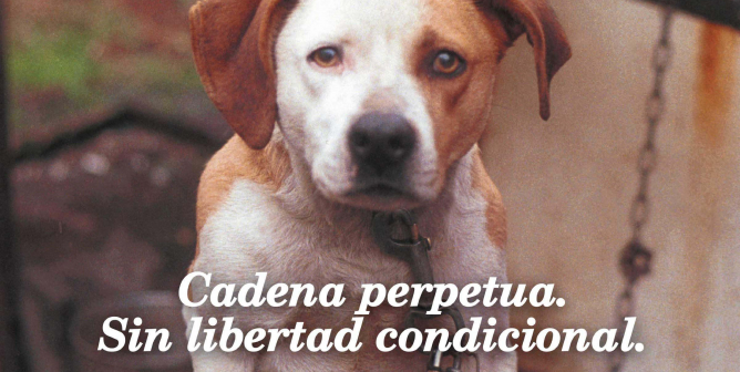 Chained Dog PETA Latino PSA