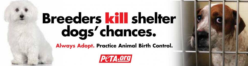 Breeders Kill Shelter Dogs’ Chances PSA