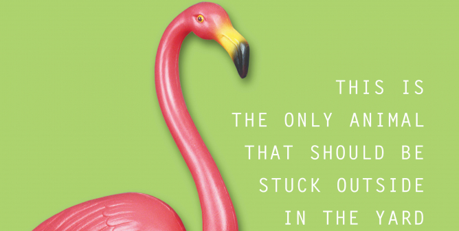 Flamingo: Only Animal Stuck Outside in the Yard PSA