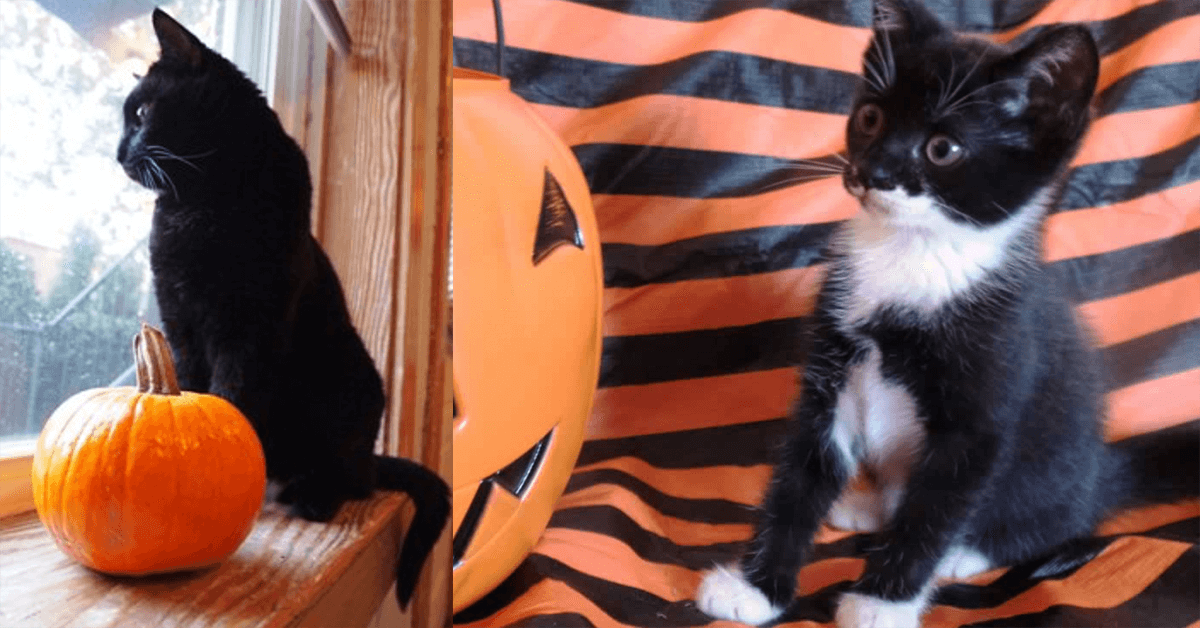 Keep Your Animals Safe and Happy This Halloween | PETA