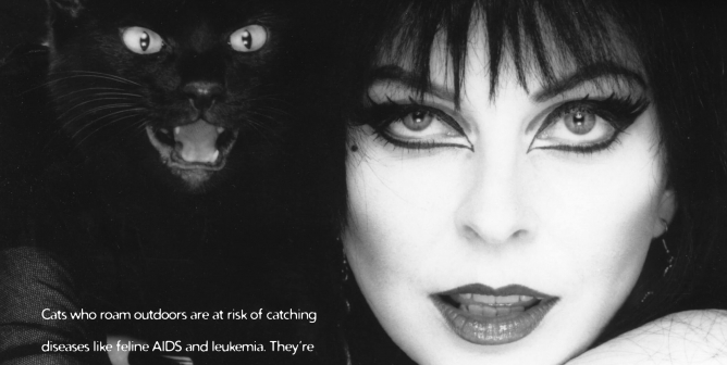 Elvira: Halloween Cat Safety PSA