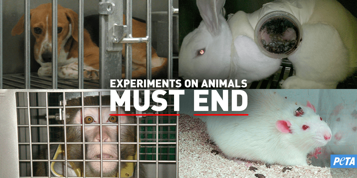 Animal Testing Animals Used in Experiments PETA