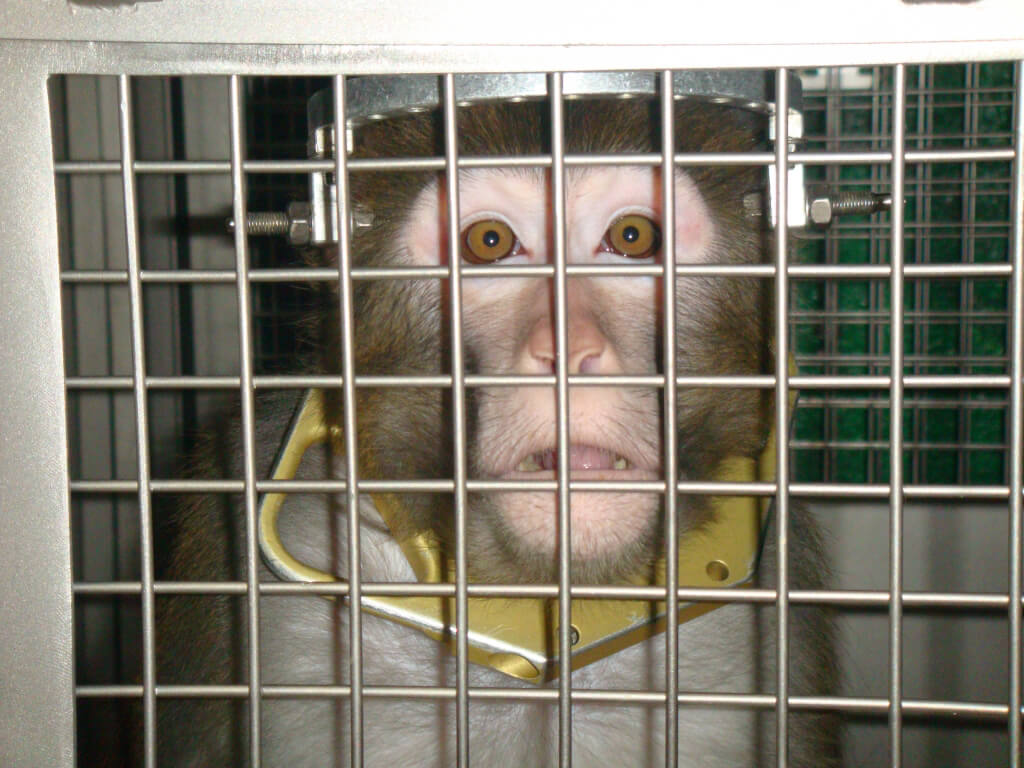 do zoos do experiments on animals