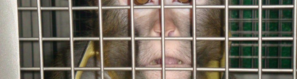 primate frik lab