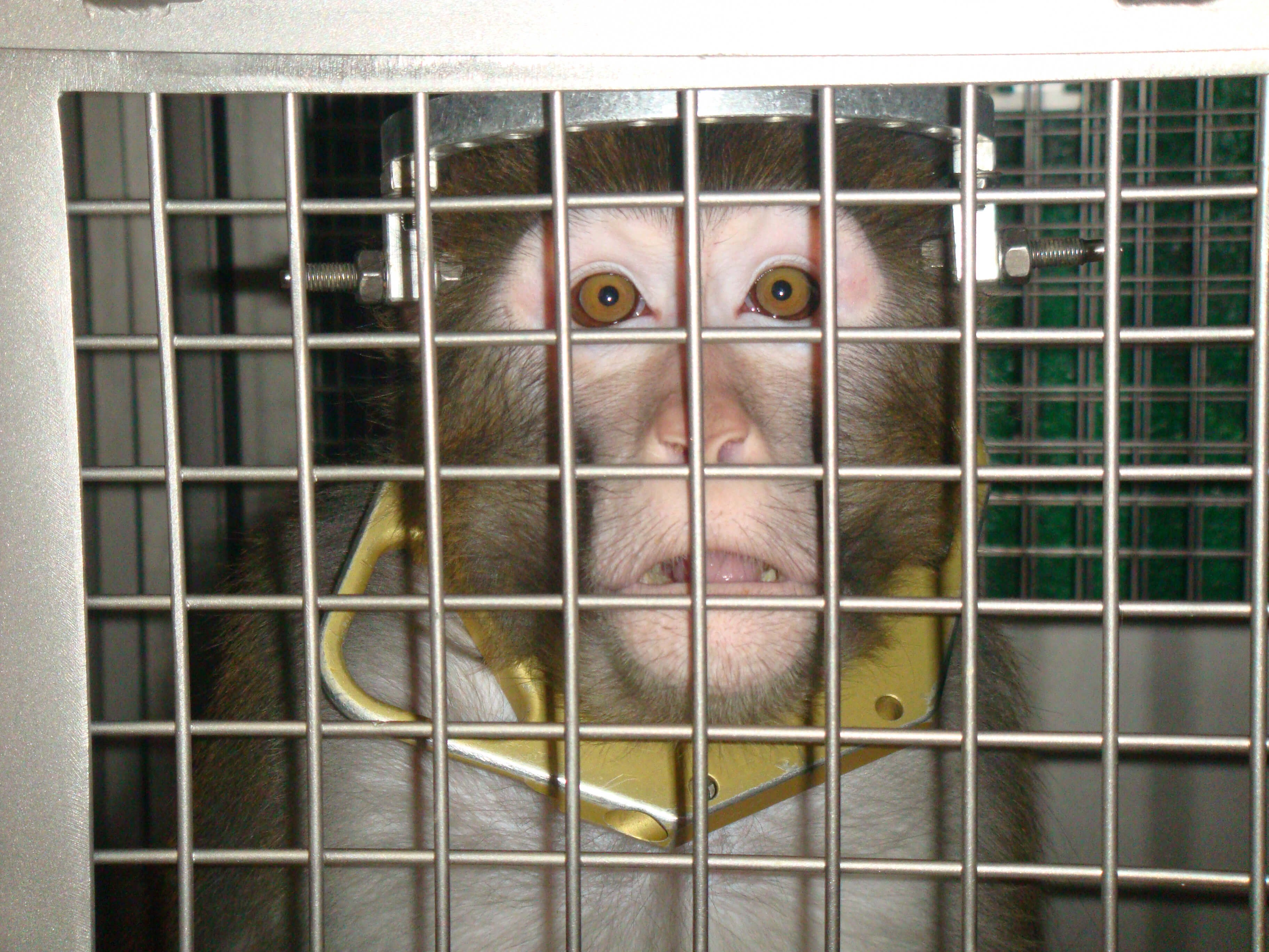 Animal Testing Facts and Statistics | PETA