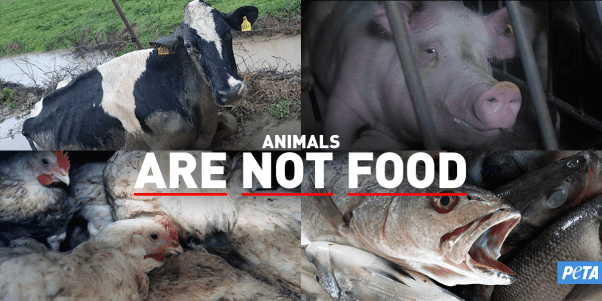 how-many-animals-die-per-year-for-food-myers-borceir