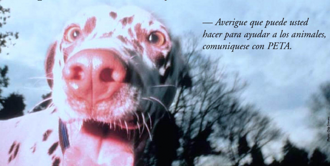 PETA Latino Animal Definition PSA