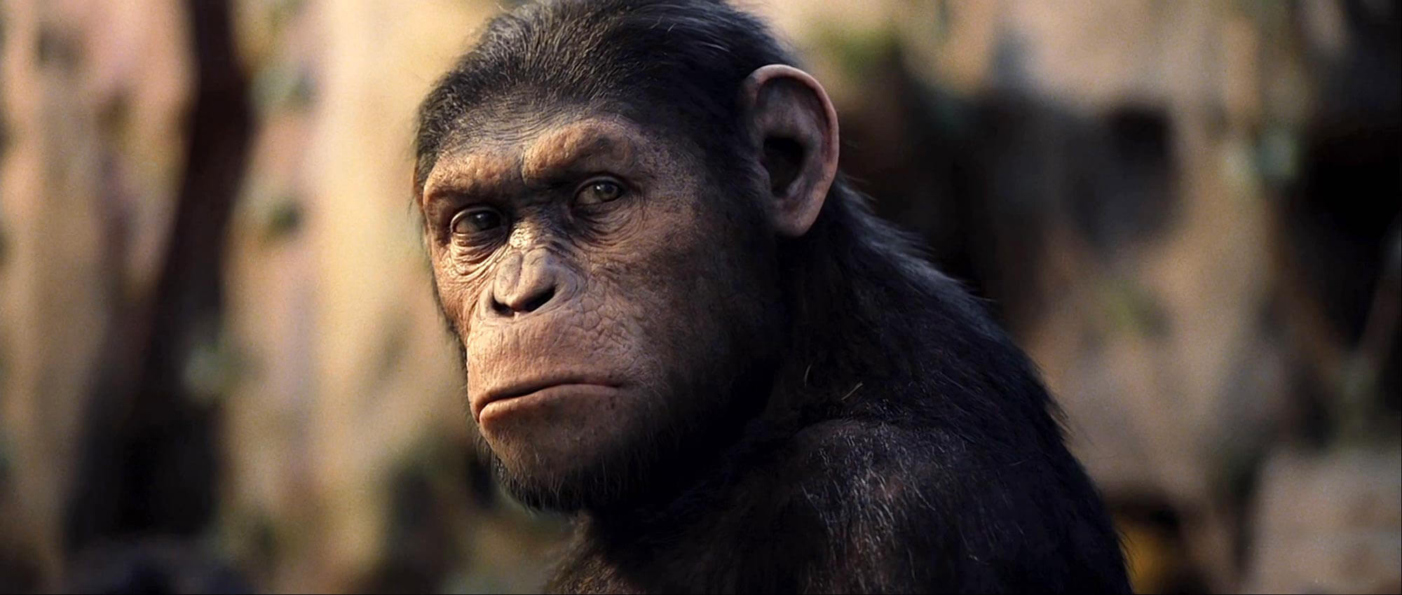 hans Milepæl Citere Rise of the Planet of the Apes | PETA