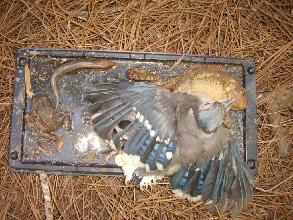 The Dangers of Glue Traps  The Wildlife Center of Virginia