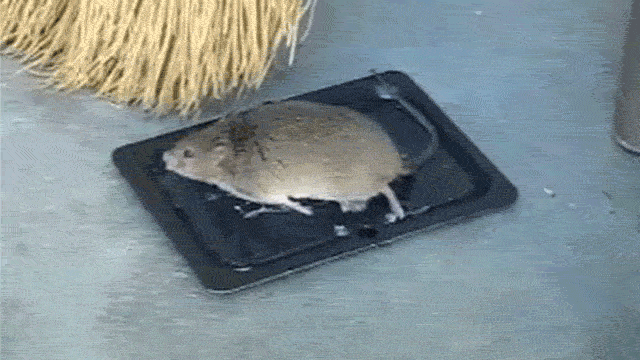 are glue traps effective for mice