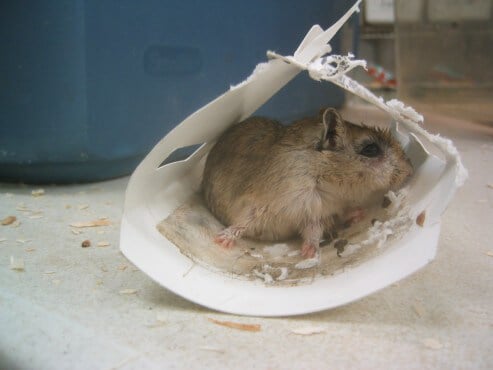 best sticky mouse traps