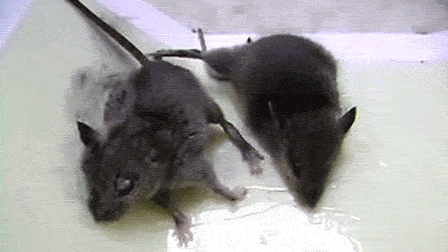 Trapped And Suffering: The Heartbreaking Reality Of Glue Traps