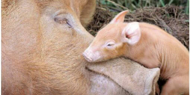 Baby Pig and Mother PSA