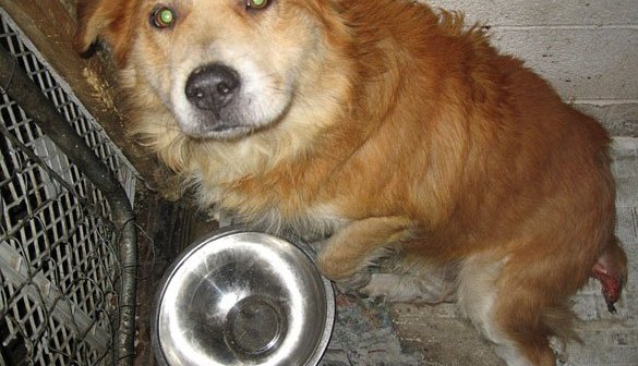 A tan dog sits next to an empty metal bowl