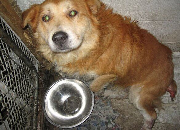 A tan dog sits next to an empty metal bowl