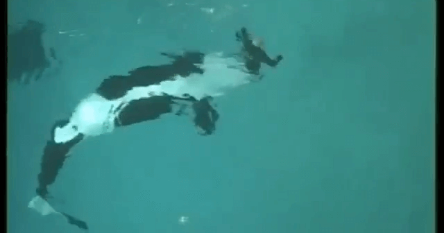Screenshot from video of orca attacking trainer