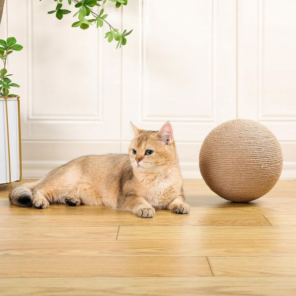 cat sitting next to a sisal rope scratch ball