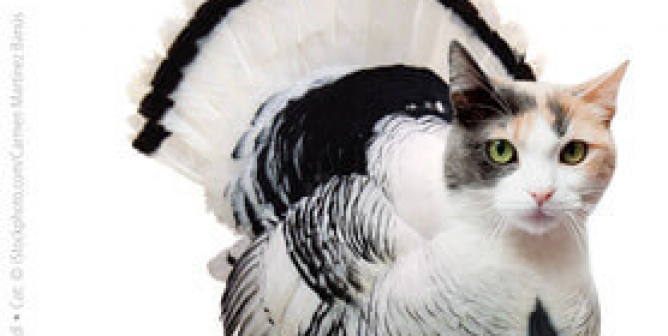 Kids: If You Wouldn't Eat Your Cat, Why Eat a Turkey? PSA