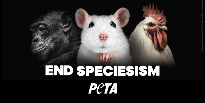 PETA animal news logo