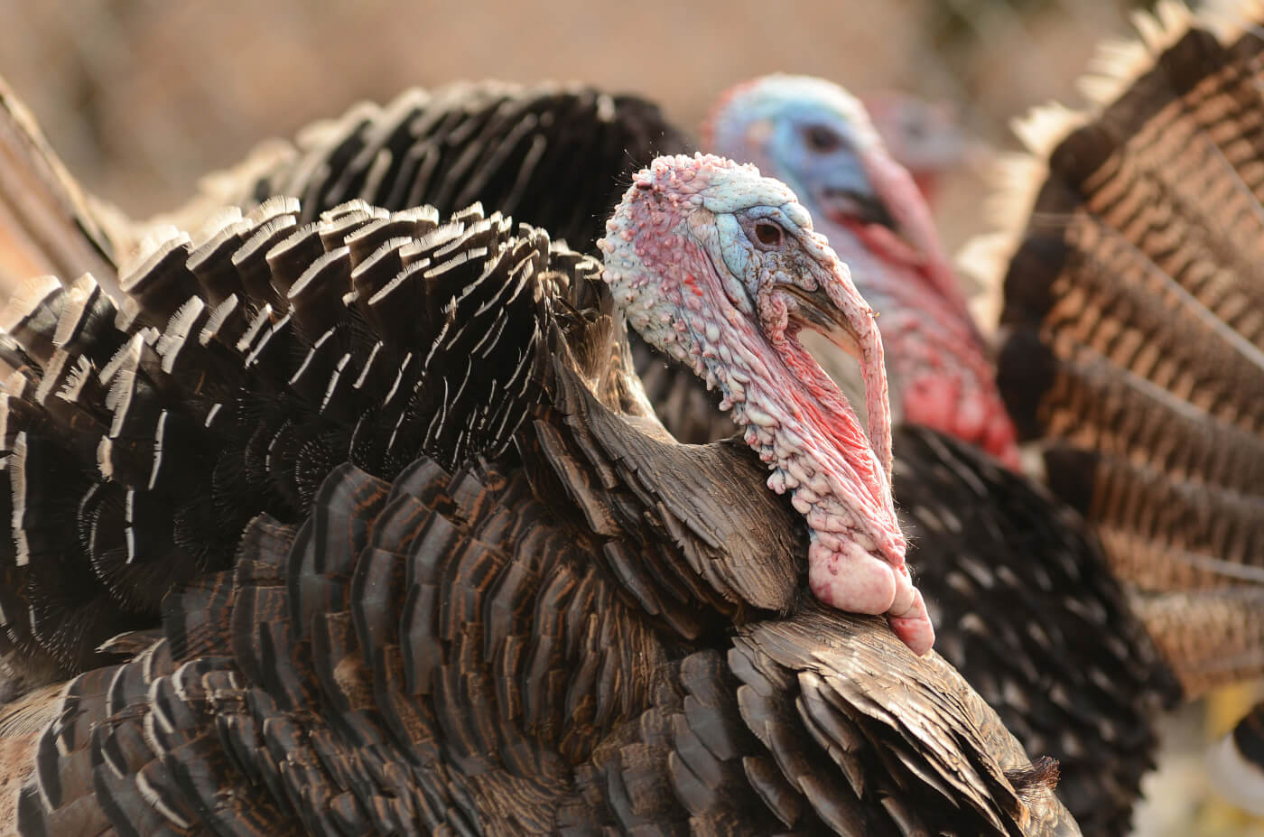 35 Whole foods turkey abuse