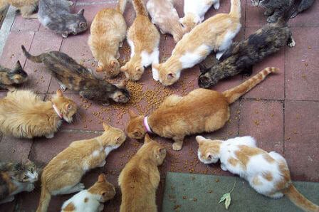 best food for feral cats