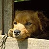 Neglected Animals With No Escape | PETA