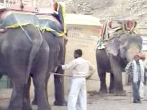 Elephant Abuse in India | PETA