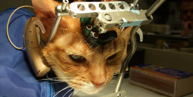 double trouble cats used in animal testing