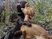 illegal dog fighting