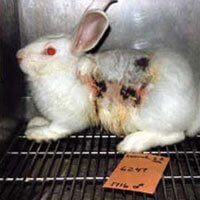 animal testing for bad reasons