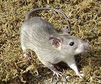 humane rat control