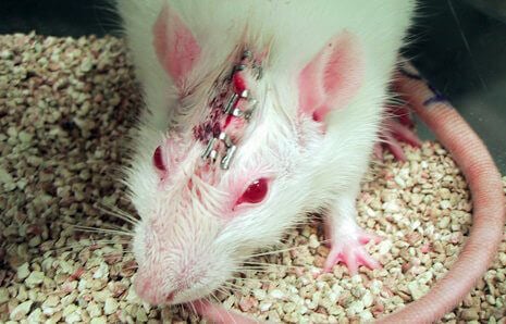 Top Five Reasons to Stop Animal Testing | PETA