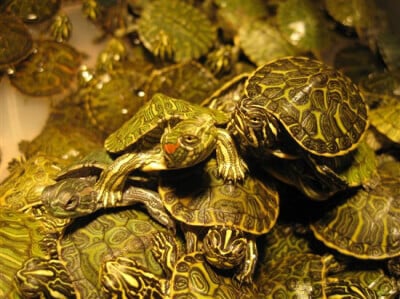 PETCO Tied to Chinese Turtle-Meat Trade? | PETA