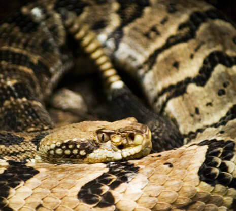 Decapitating Snakes Is 'Fun'? | PETA