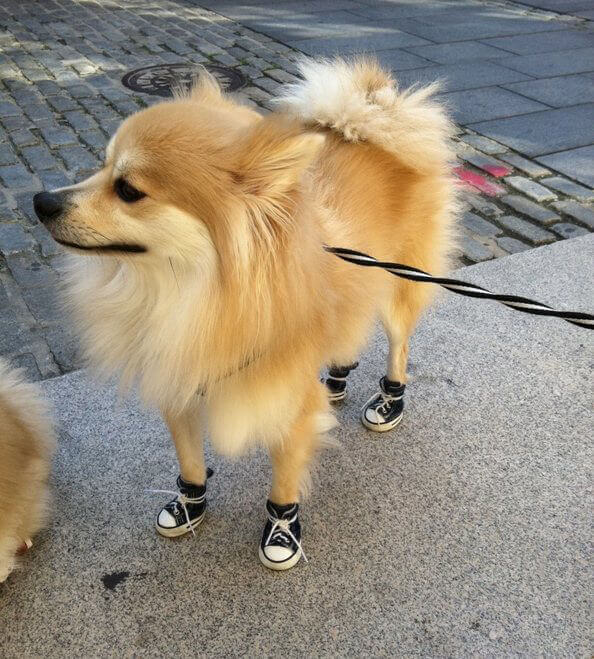 gucci shoes with dog