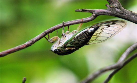 cicada on branch