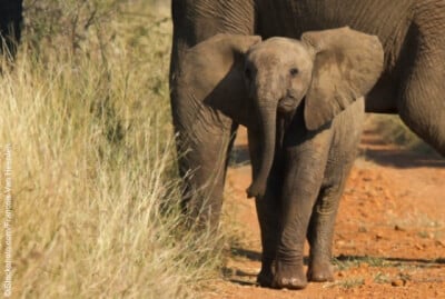 Cute Baby Elephants: Born to Be Wild! (Photos) | PETA