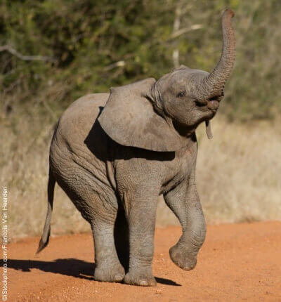 Cute Baby Elephants: Born to Be Wild! (Photos) | PETA